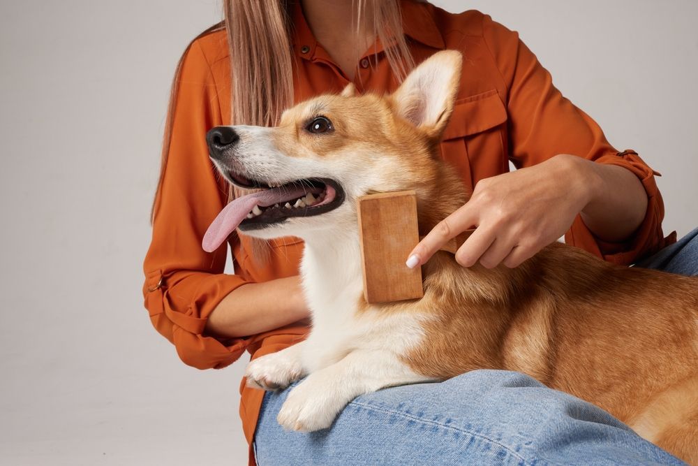Woman brushing a relaxed corgi dog on her lap, wearing an orange shirt and blue jeans.