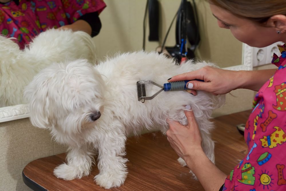 Person grooming a white dog with clippers on a table in a salon.