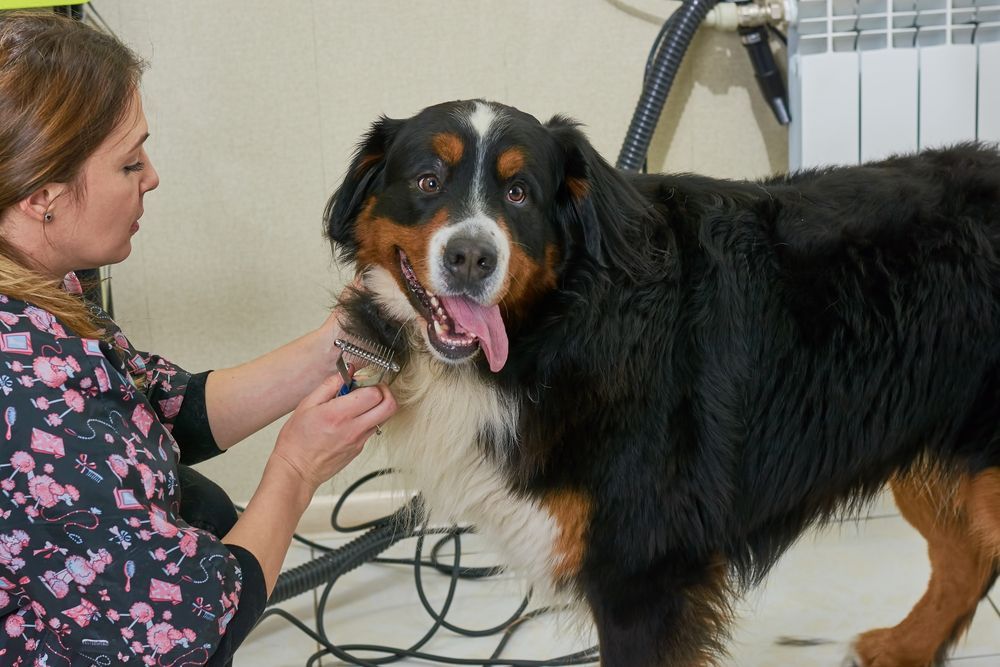 Woman grooming a Bernese Mountain Dog; dog is smiling.