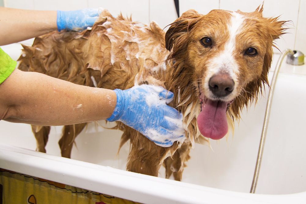 Dog being bathed in a white tub, sudsy, with blue-gloved hands washing it.