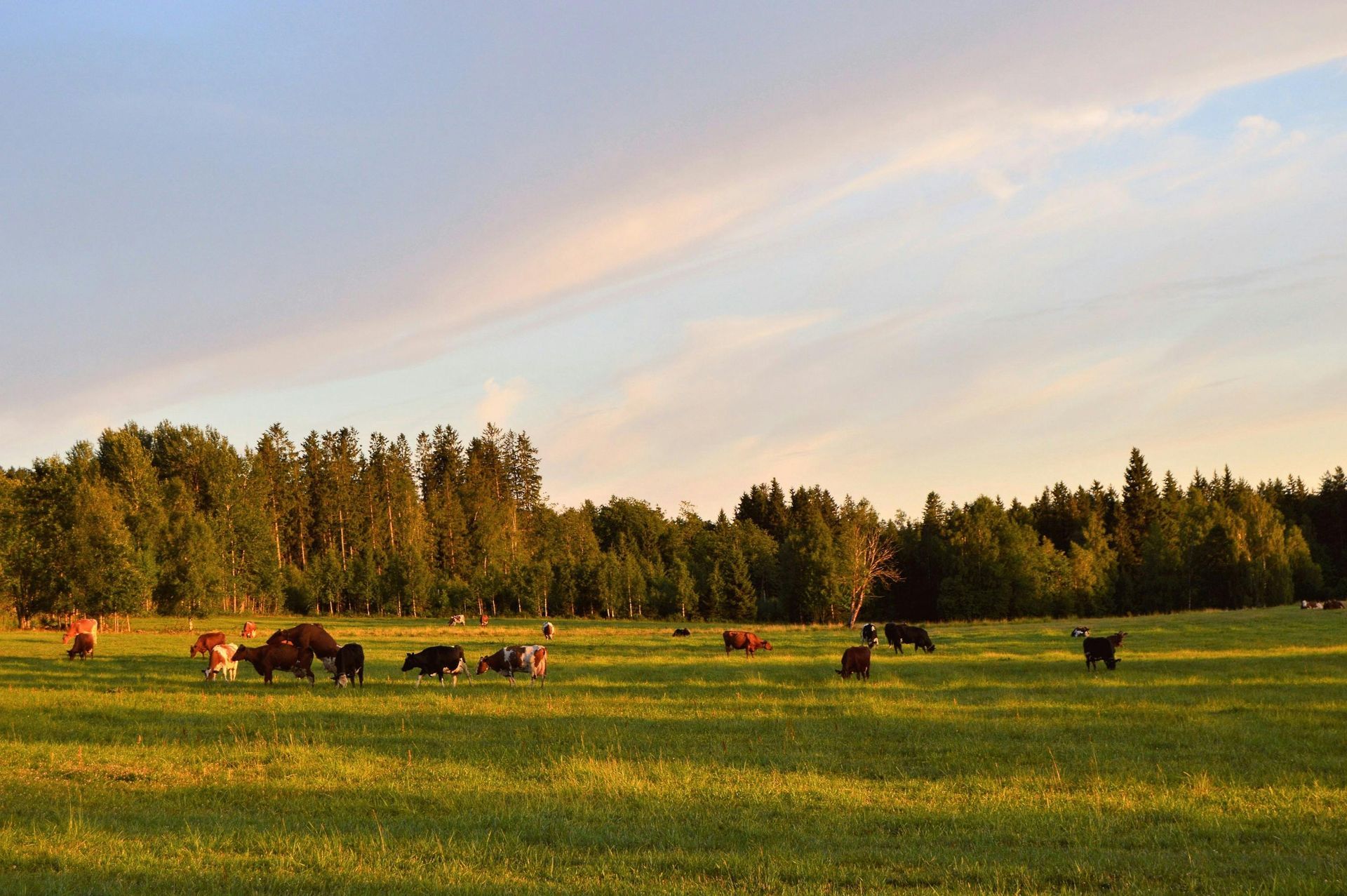 Cattle graze in a sunny green field near a forest at sunset.
