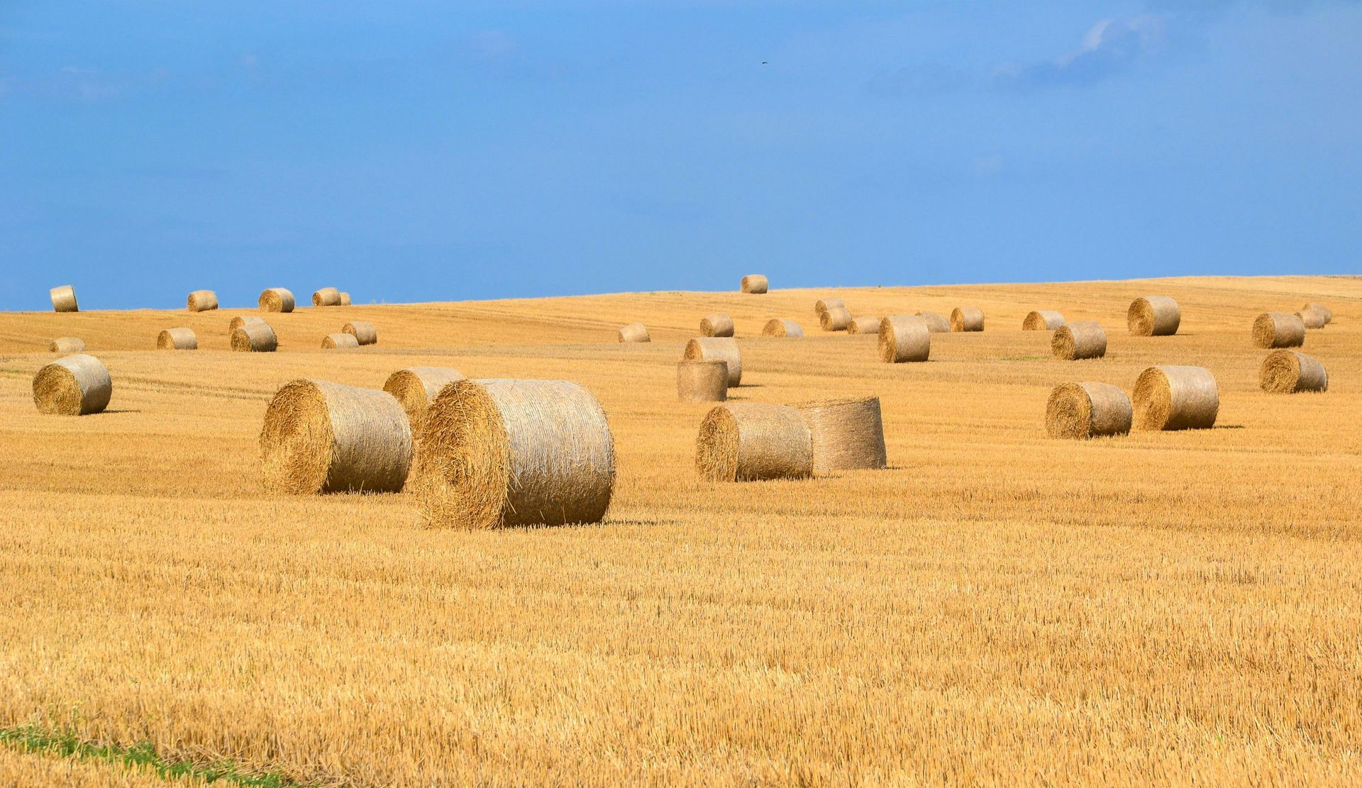 Hay bales scattered across a golden field under a bright blue sky.