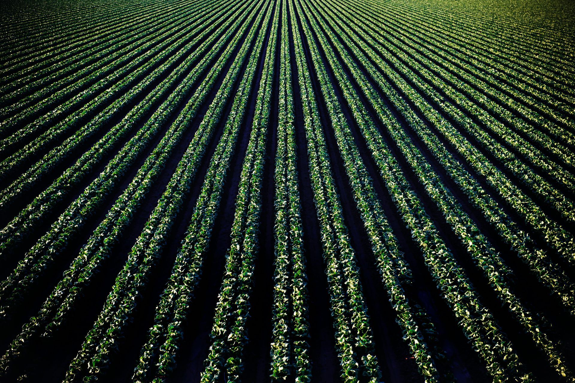 Rows of green crops growing in a field, viewed from above.