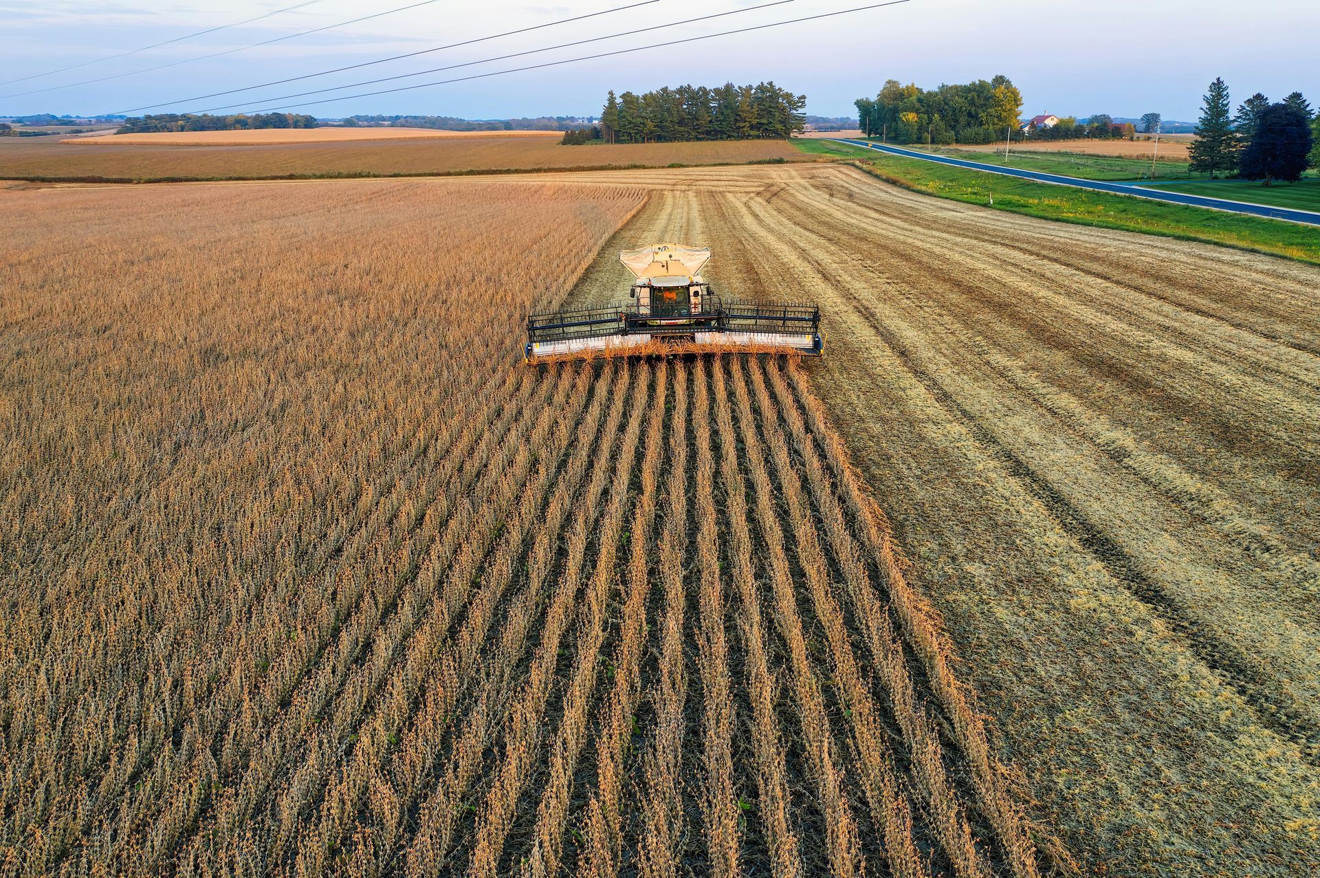 Combine harvester working in a cornfield, leaving neat rows behind; dusk setting.