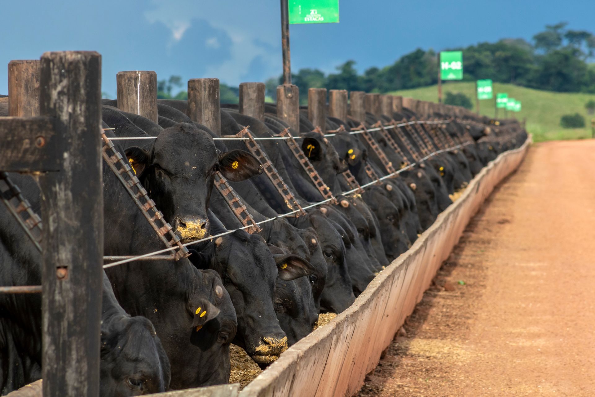 Black cattle feeding from a long wooden trough on a farm.