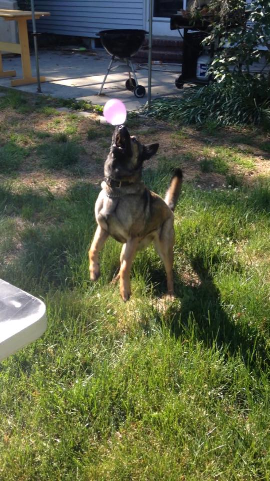 dog jumping to catch ball