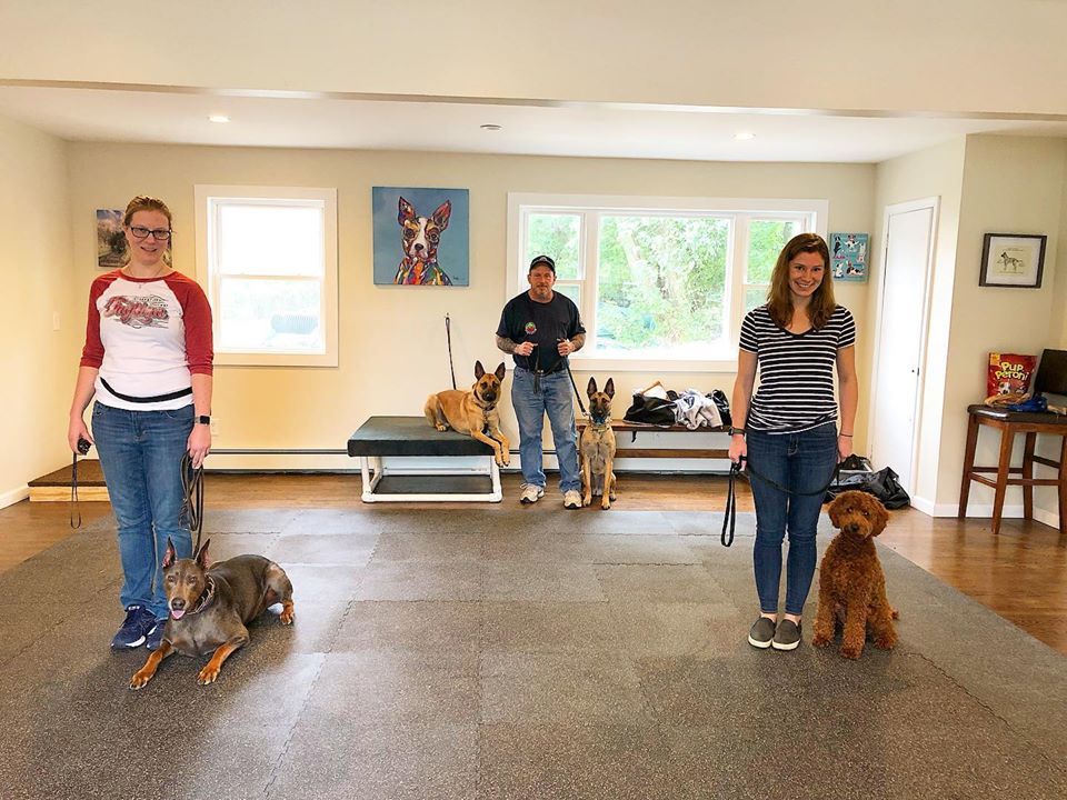 Group Dog Training Class in Progress