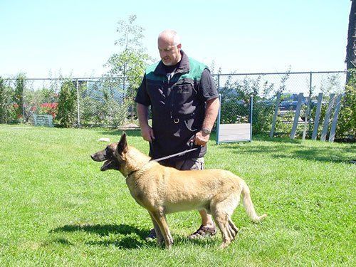 Professional dog trainer training a German Shepard at K9 Center