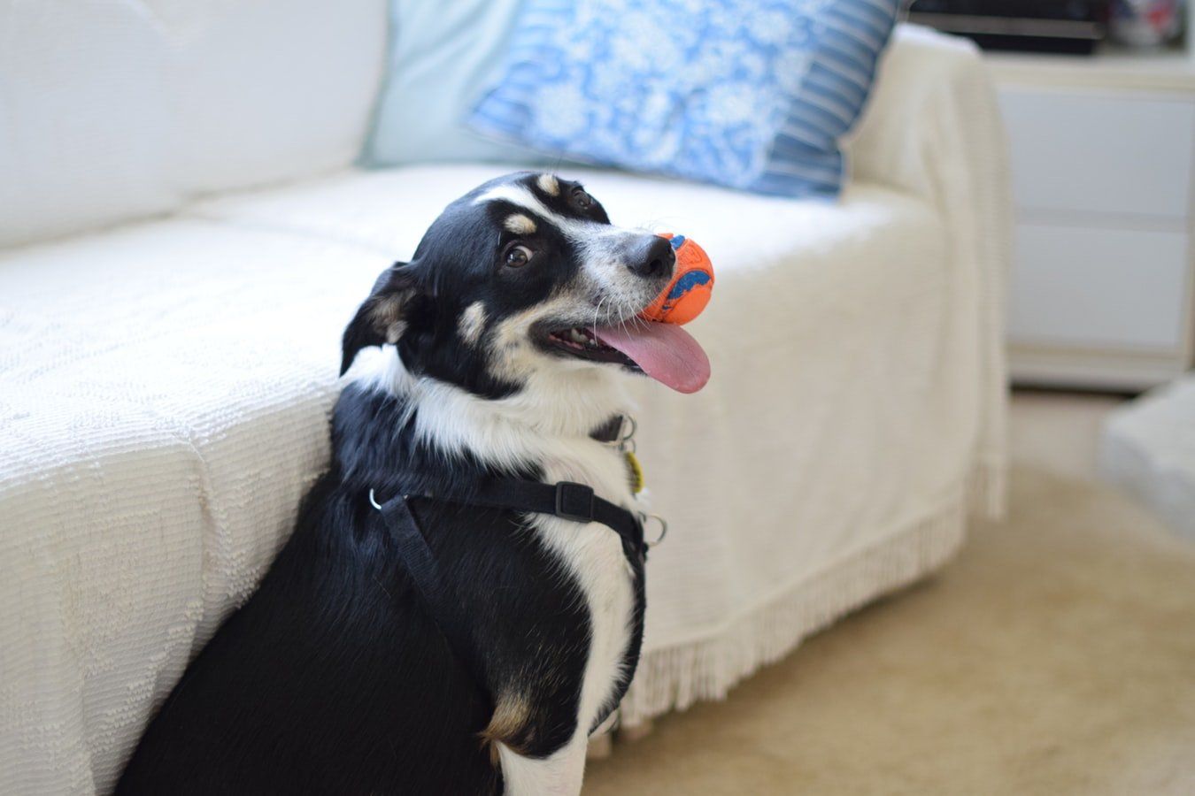 dog with toy ball