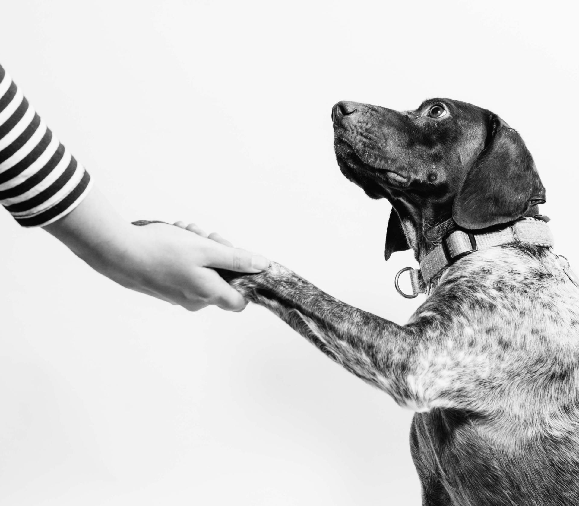 Dog Trainer & Dog Shaking Hands