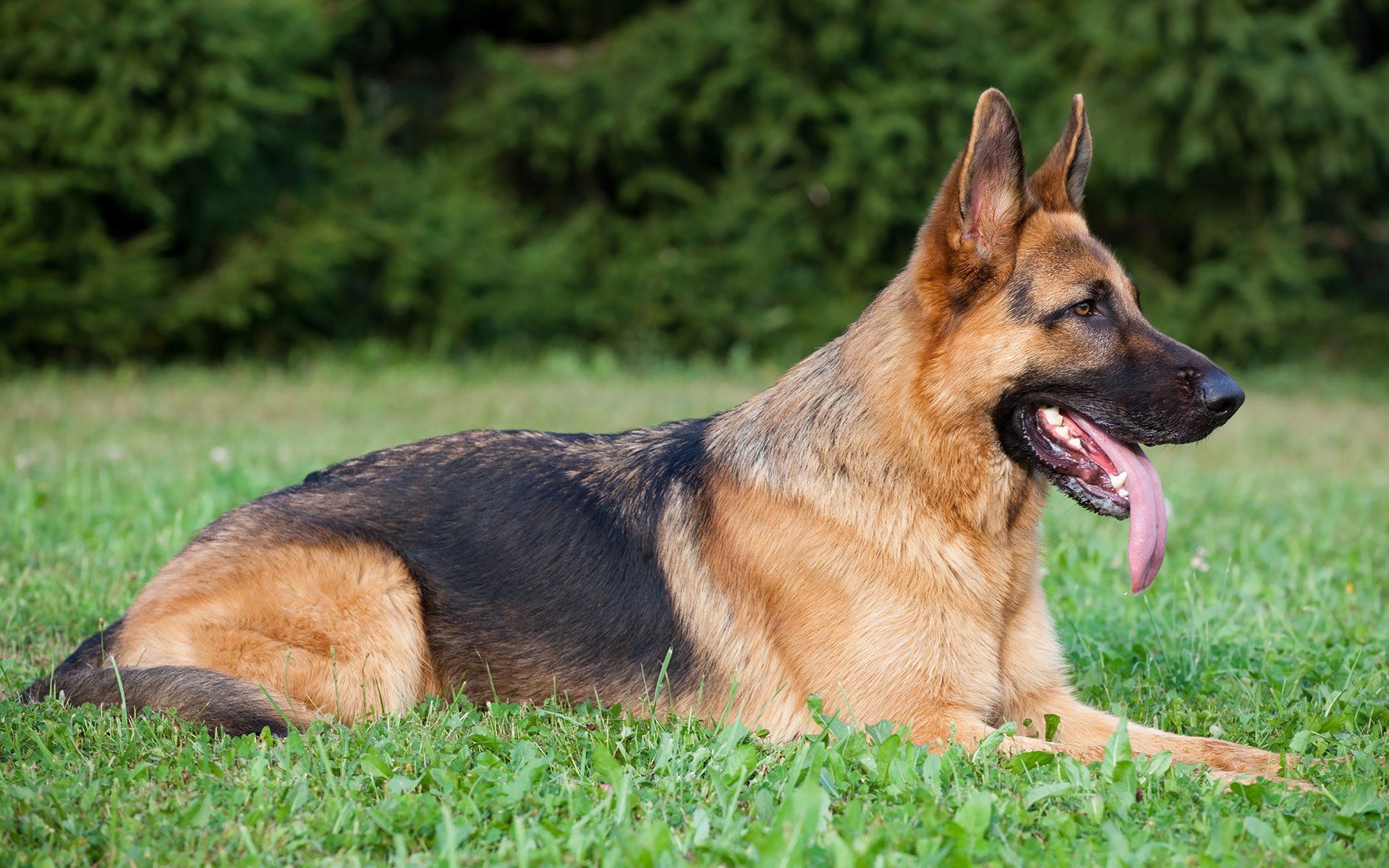 German Shepherd dog laying in the grass at The K9 Center