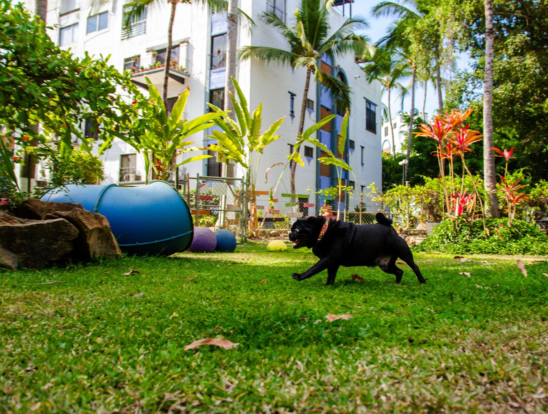 Black pug running on green grass toward a blue tunnel in front of a white building with palm trees.