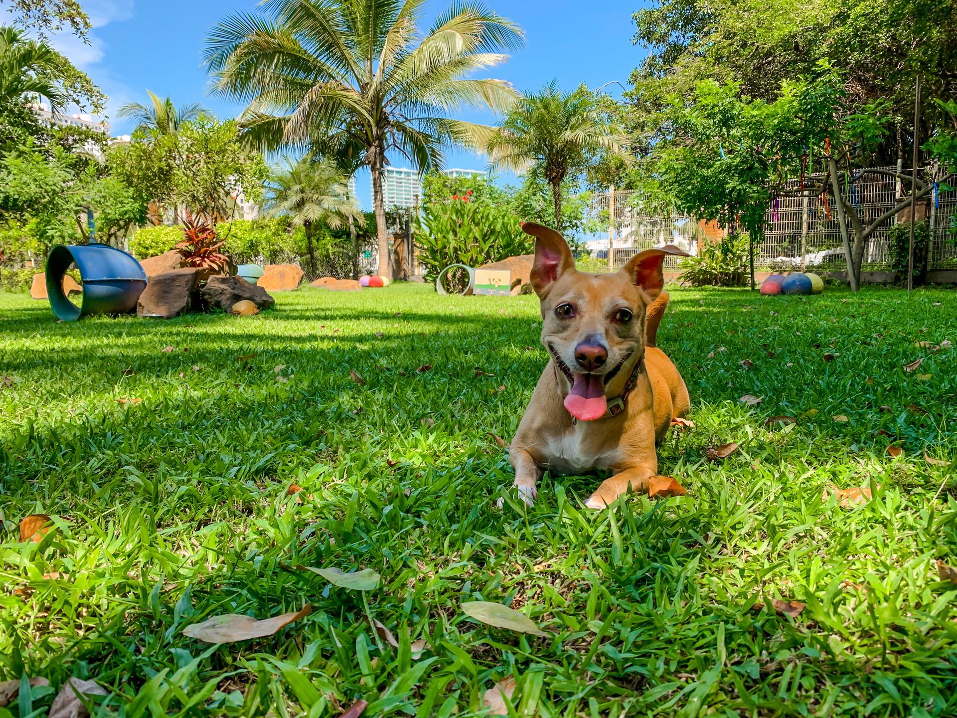 Brown dog with tongue out lying on grass in sunny park.