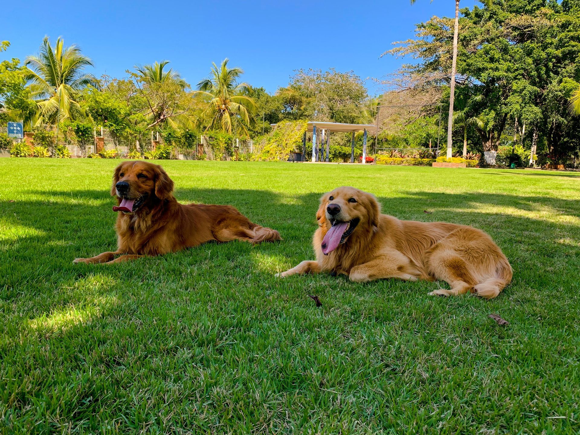 Two Golden Retrievers lying on green grass, tongues out. Sunny day, trees in background.