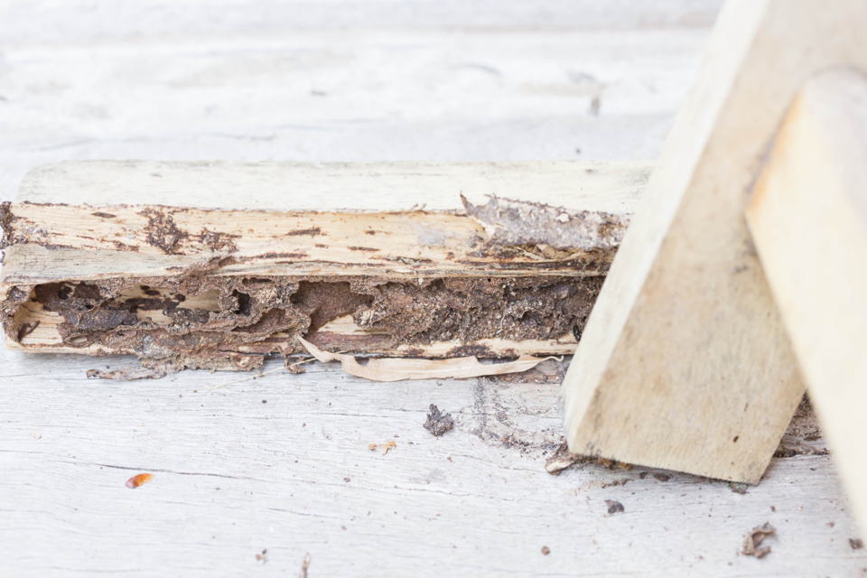Termite Damaged Wood — Port St. Lucie, FL — Goodfella's Pest Management Inc
