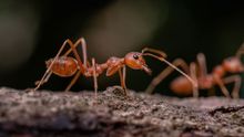 Red Ant — Port St. Lucie, FL — Goodfella's Pest Management Inc