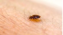 Bed Bug on The Skin — Port St. Lucie, FL — Goodfella's Pest Management Inc
