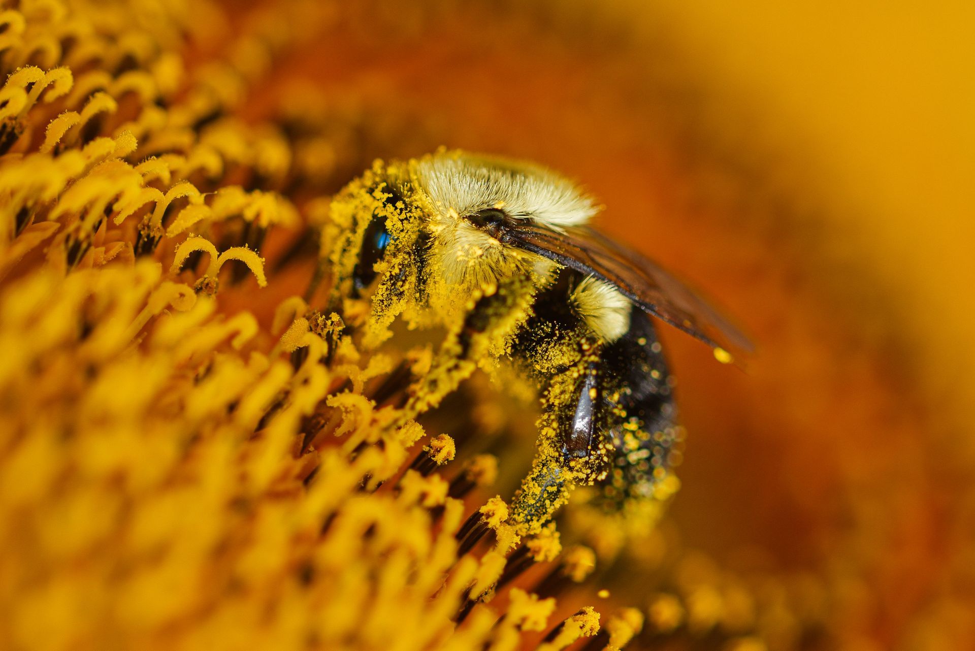 Close up of a bee covered with pollen while pollinating a sunflower.