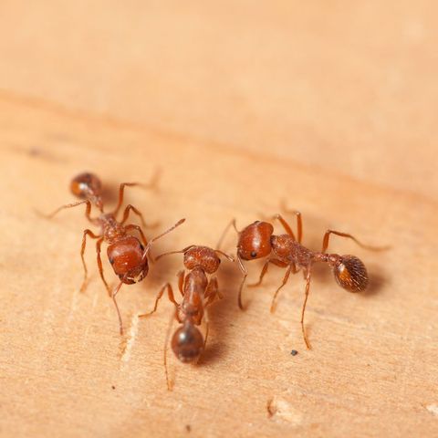 Fire Ants — Port St. Lucie, FL — Goodfella's Pest Management Inc