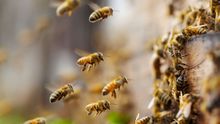 Bees — Port St. Lucie, FL — Goodfella's Pest Management Inc