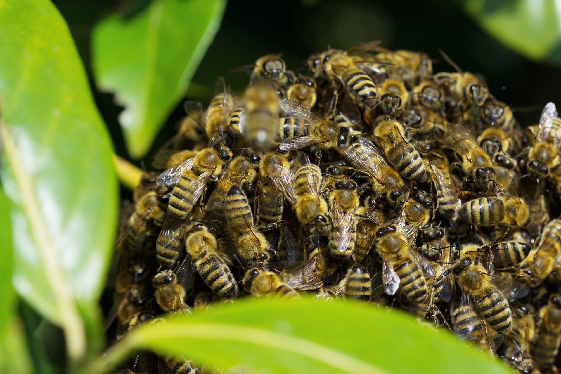 Swarm of bees hanging on the branch Swarm of bees hanging on the branch
