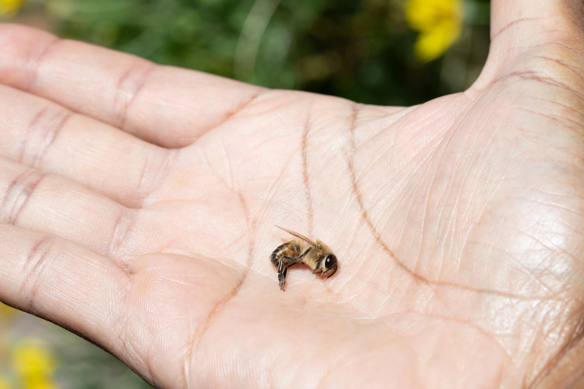 Dead bee in hand symbolizing need for professional bee pest control services.