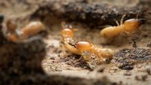 Termites — Port St. Lucie, FL — Goodfella's Pest Management Inc