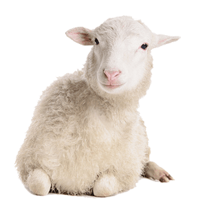 Sheep - Animal Clinic in Edgerton, OH