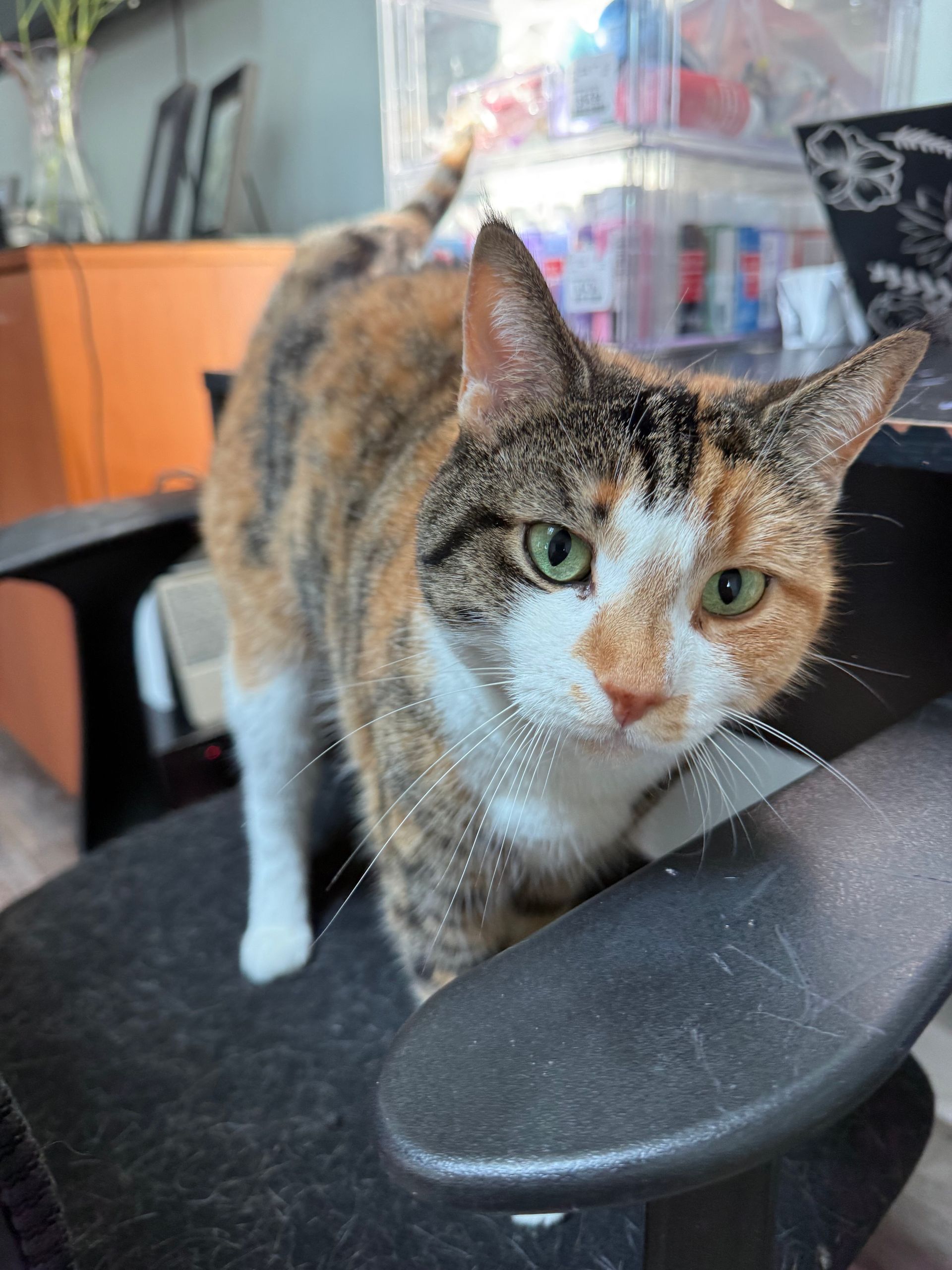 Calico cat with green eyes on an office chair, looking at the camera.