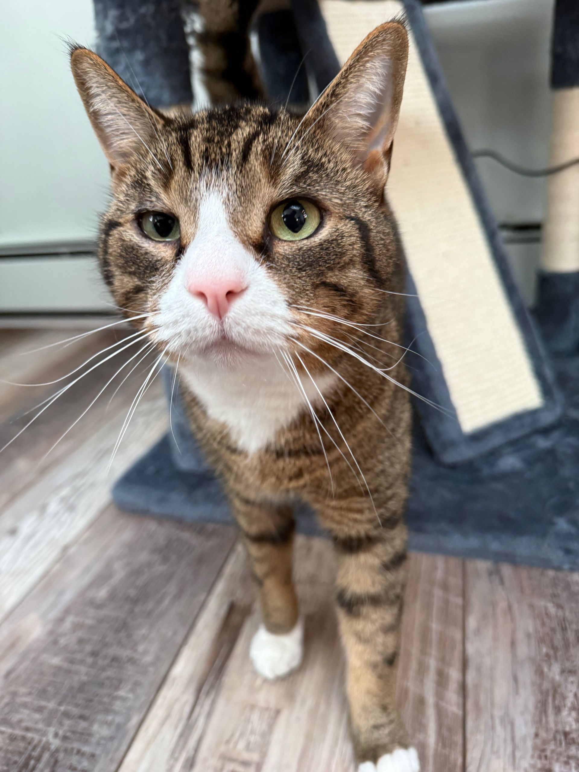Tabby cat with white chest and paws, looking at the viewer, standing by a cat tree.
