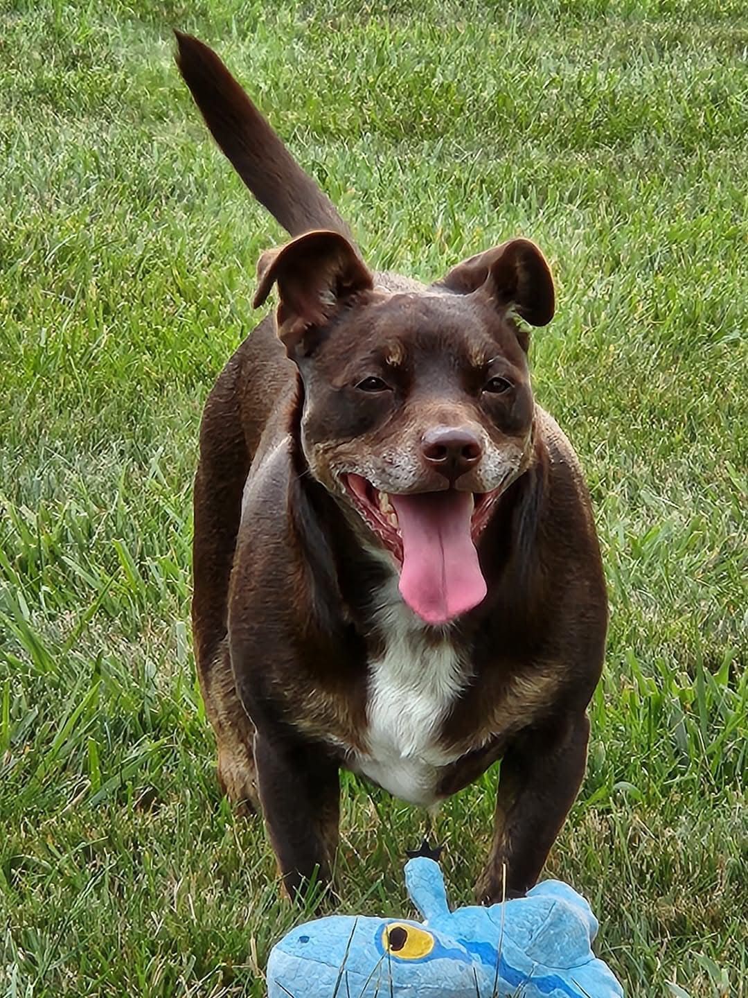 Happy brown dog with white chest and pink tongue in grassy yard, holding a blue toy.