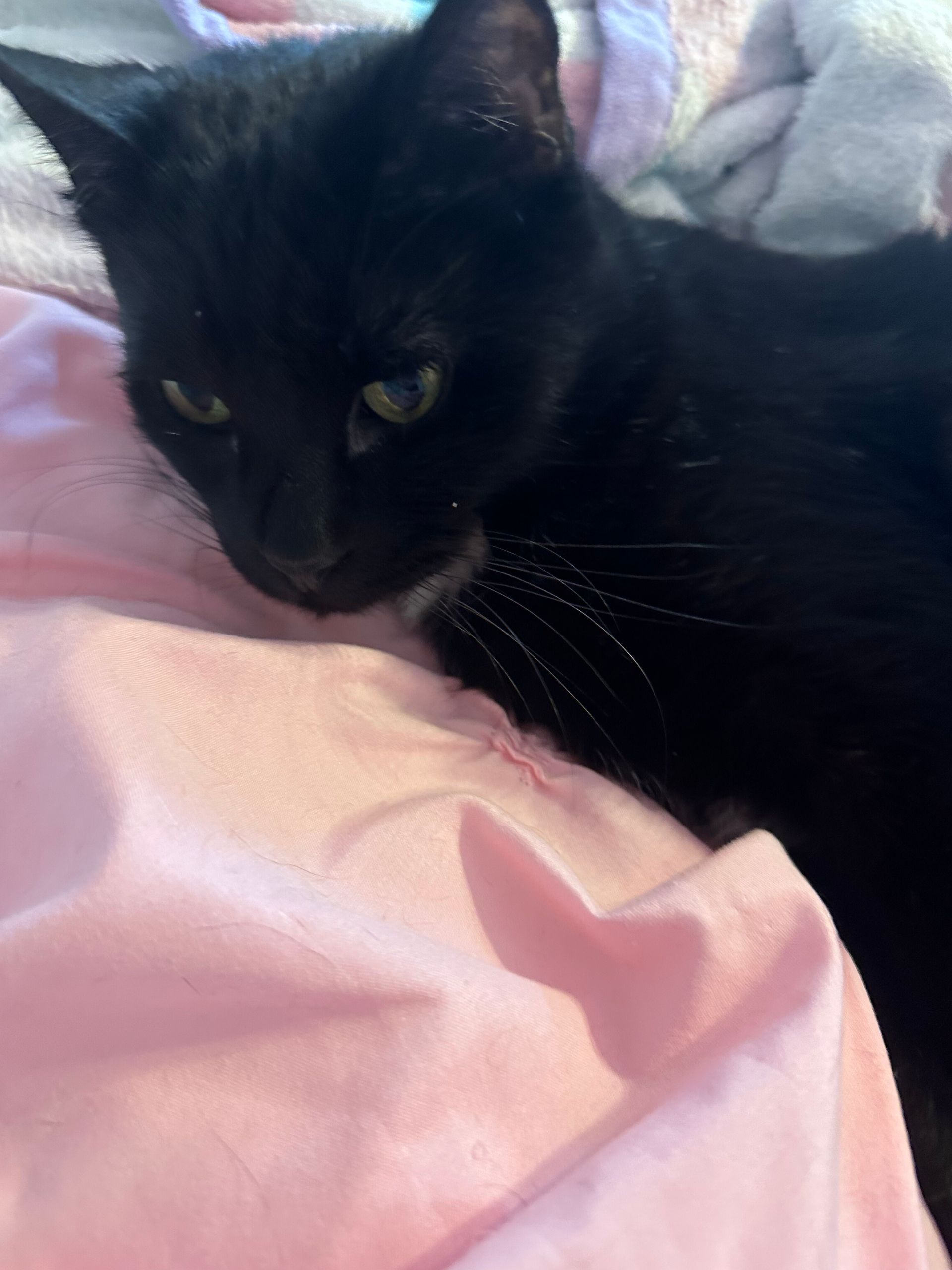 Black cat with green eyes resting on pink fabric.