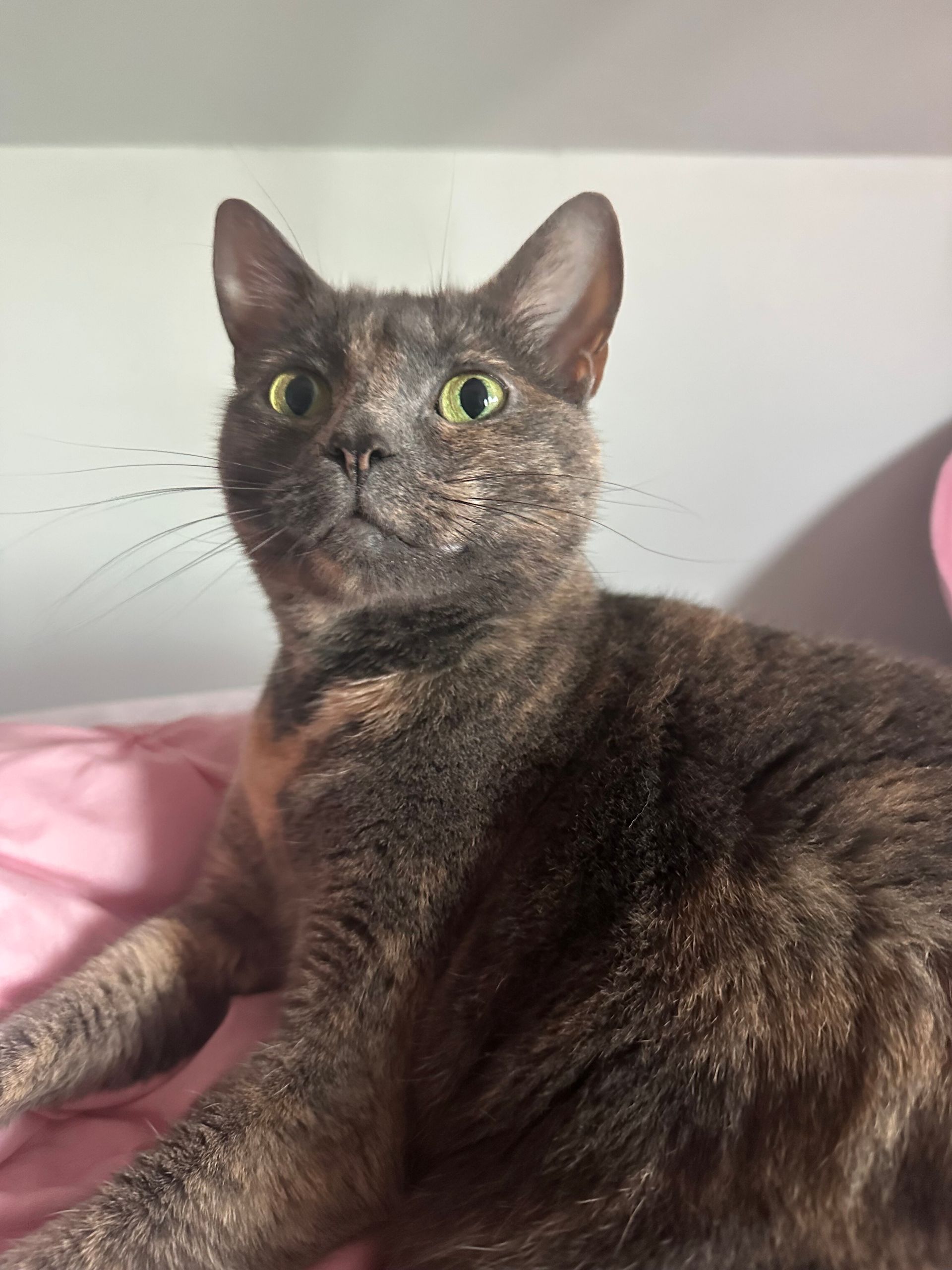 Tortoiseshell cat with green eyes gazing upward, resting on a pink surface.