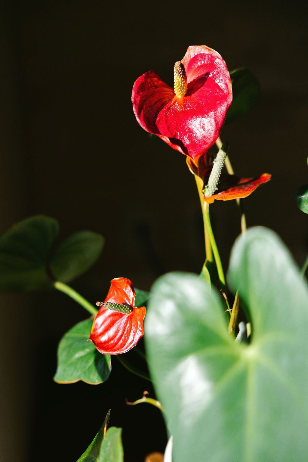 Red anthurium flowers with yellow spadices, green leaves, against a dark background.