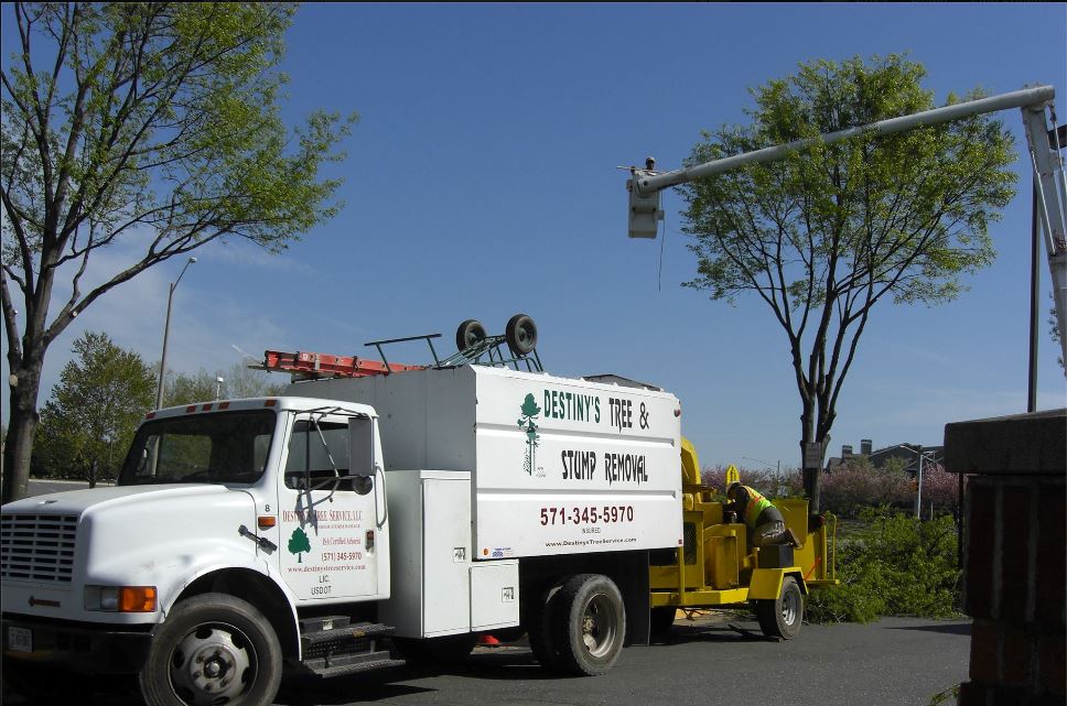 White Truck - Tree & Stump Removal Services in Vienna, VA