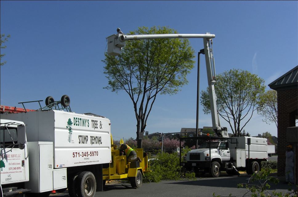 Two White Trucks - Tree Removal Services in Vienna, VA