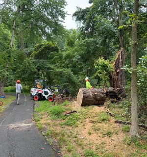 Two White Trucks - Tree Removal Services in Vienna, VA