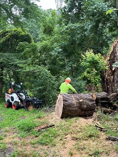 Man Shaping Tree - Tree Services in Vienna, VA