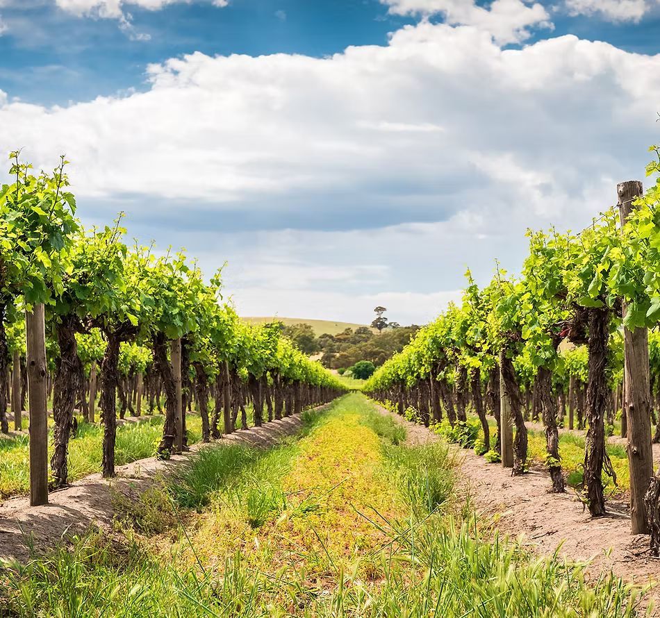 A row of vines growing in a vineyard on a sunny day.