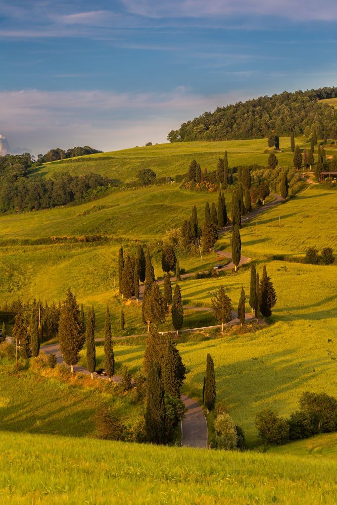 Rolling green hills with a winding road lined with cypress trees under a bright blue sky.