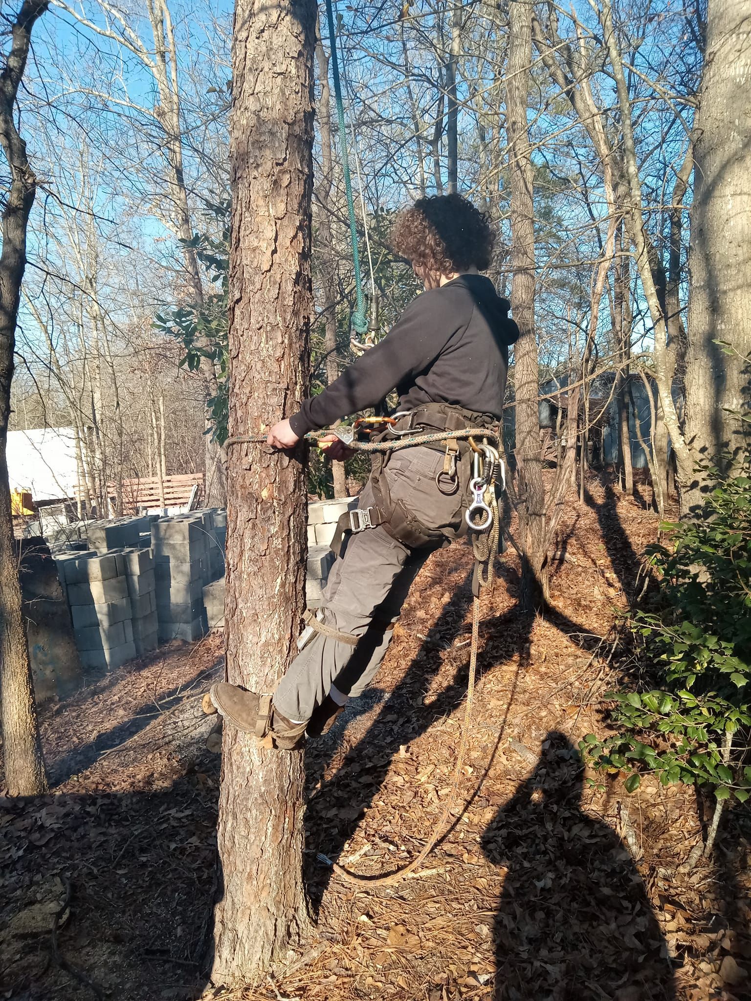 A man is climbing a tree in the woods.