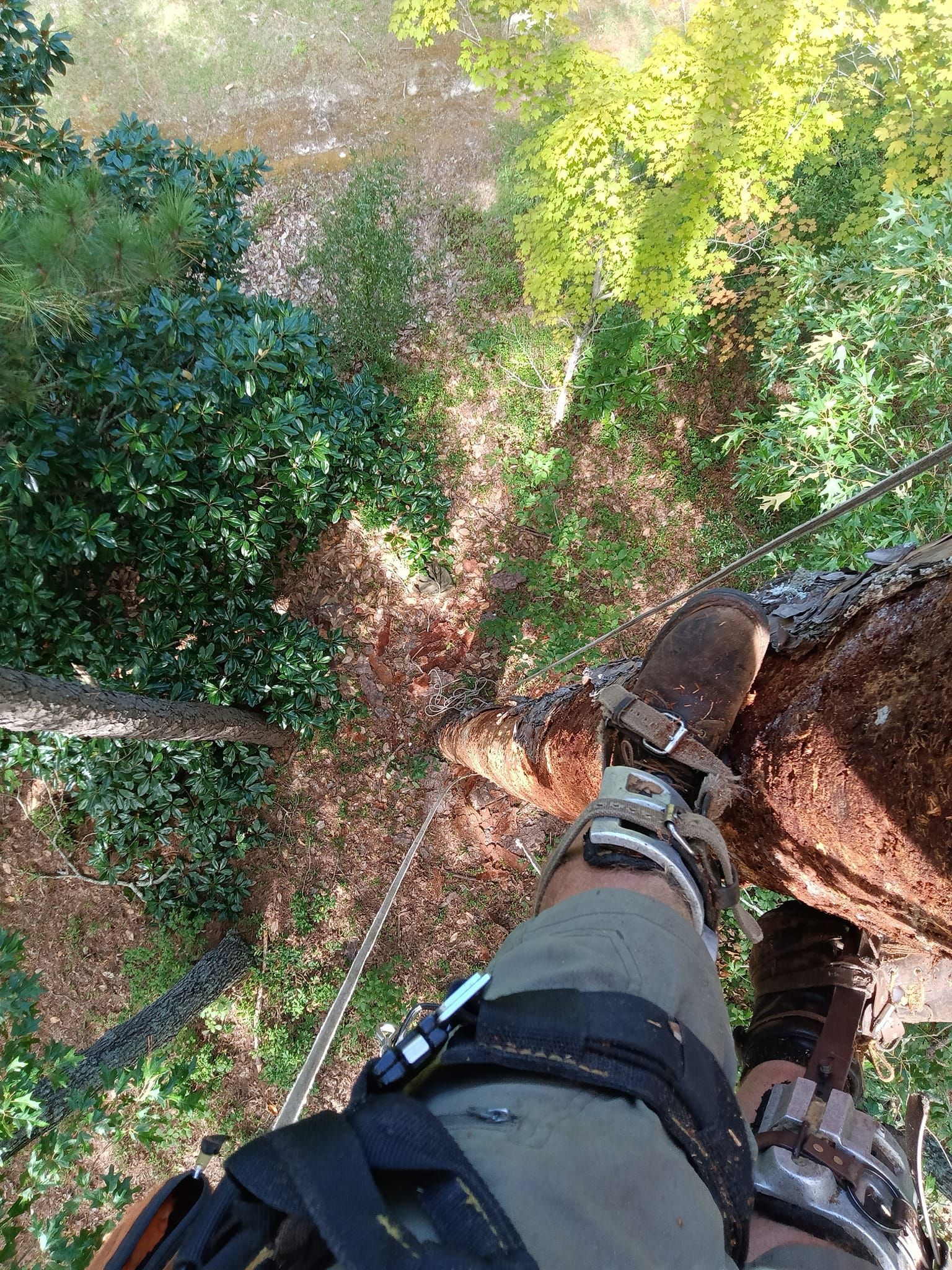 A person is standing on a tree branch in the woods.