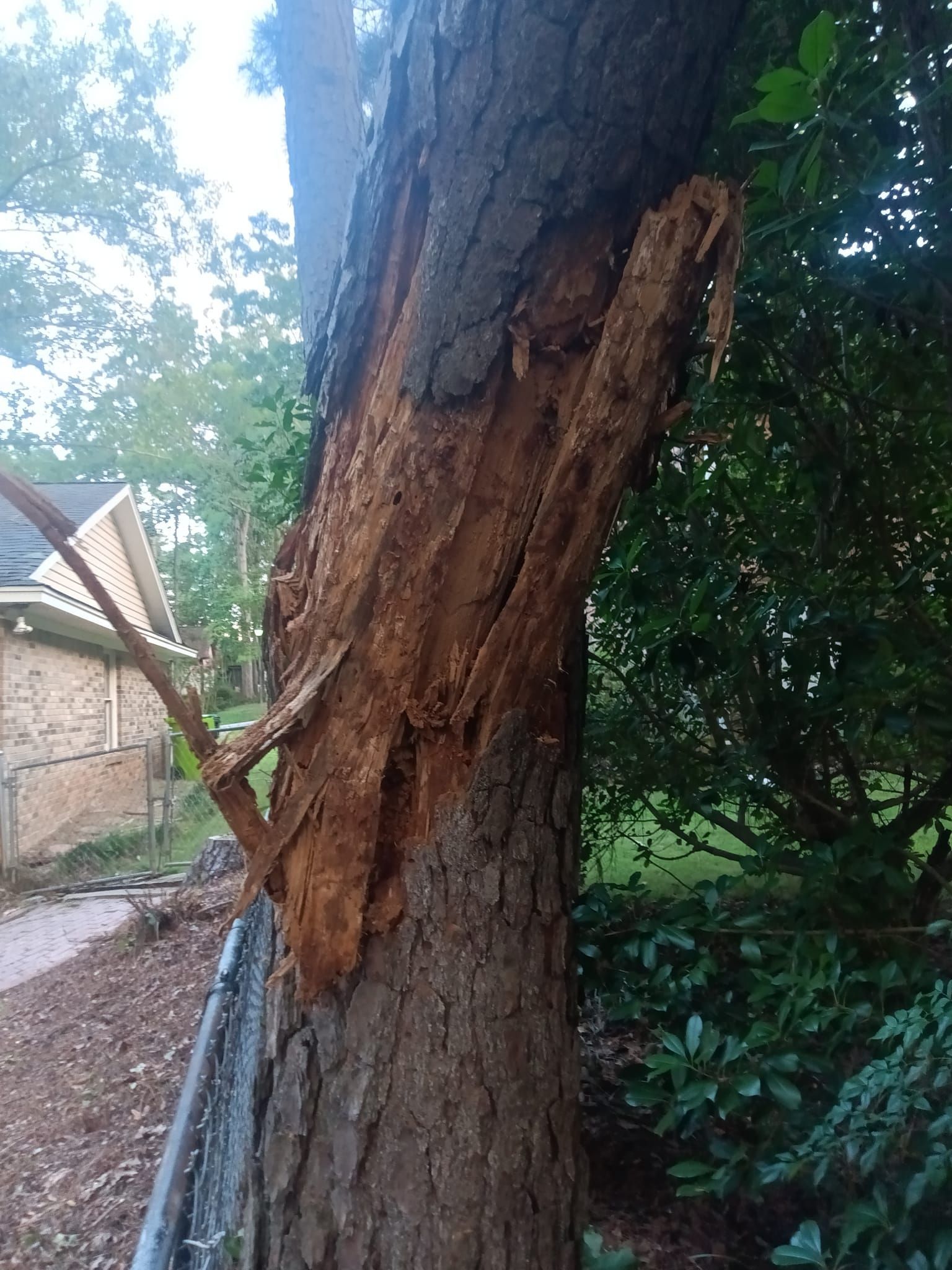 A close up of a tree trunk with a fence in the background.