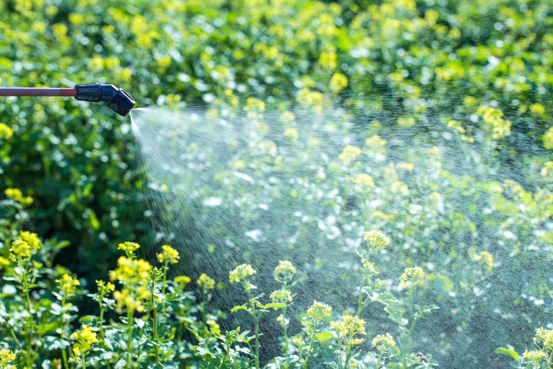 Weed insecticide fumigation