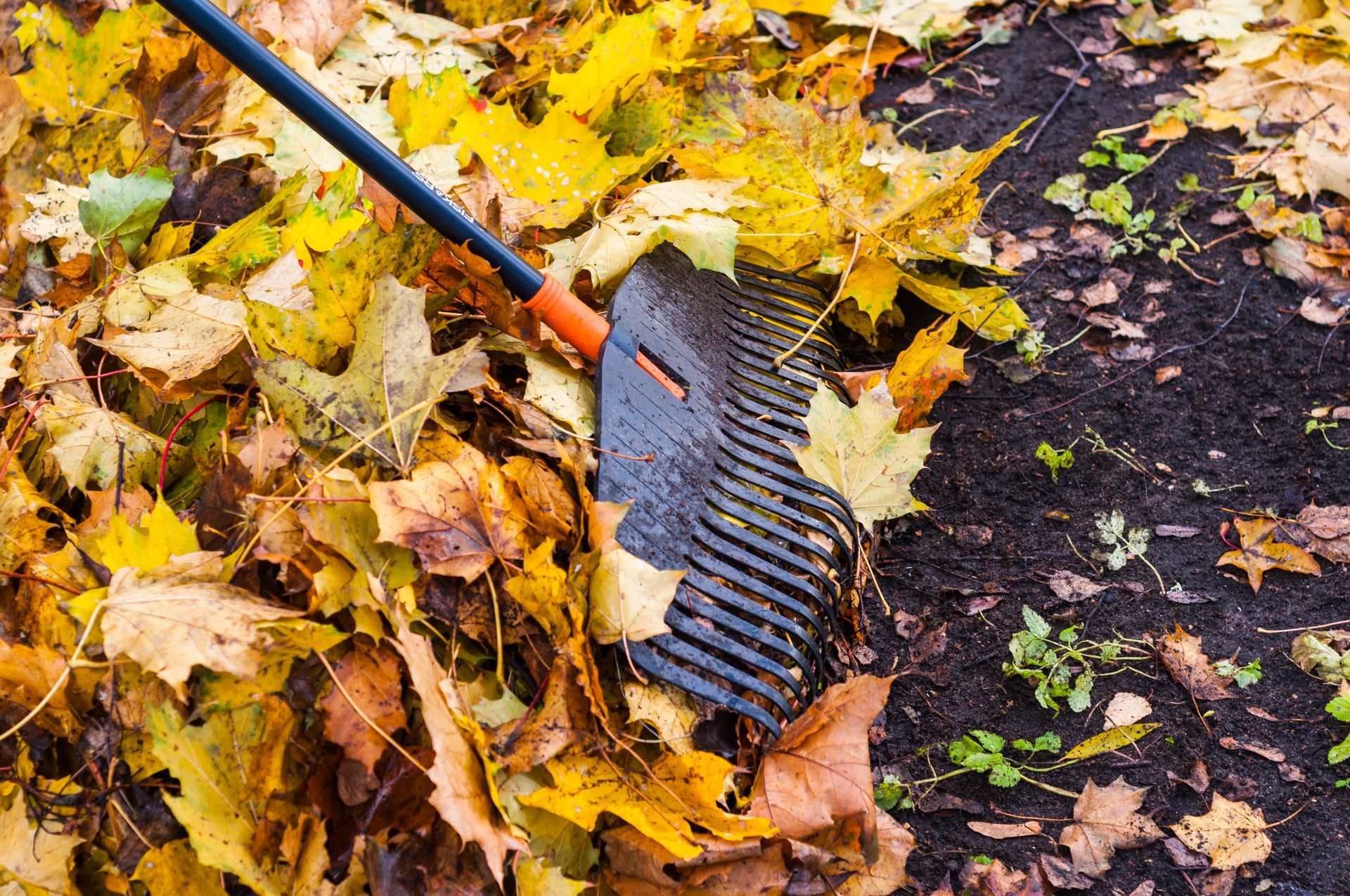 grab yellow autumn leaves with rake