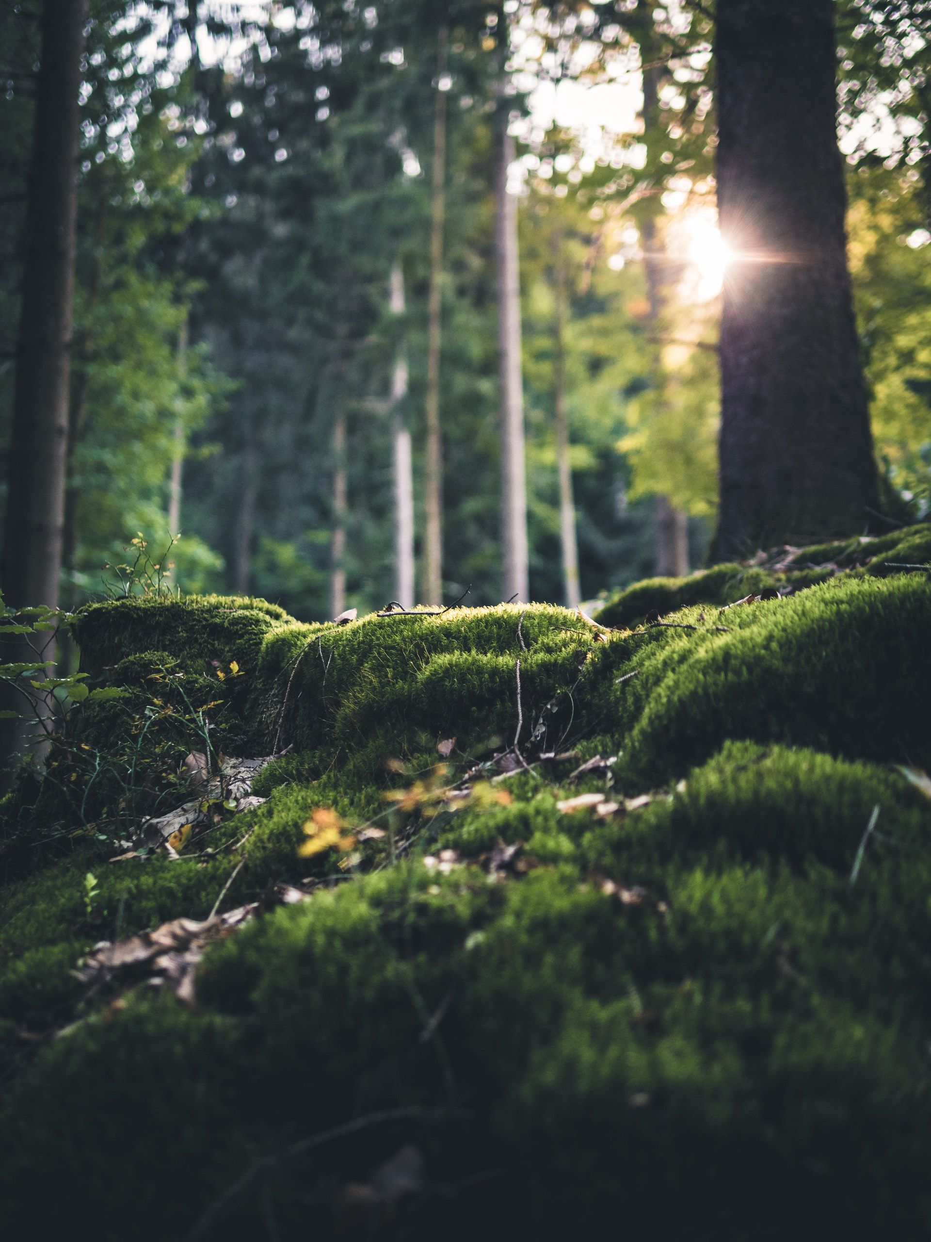 The sun is shining through the trees in the forest.