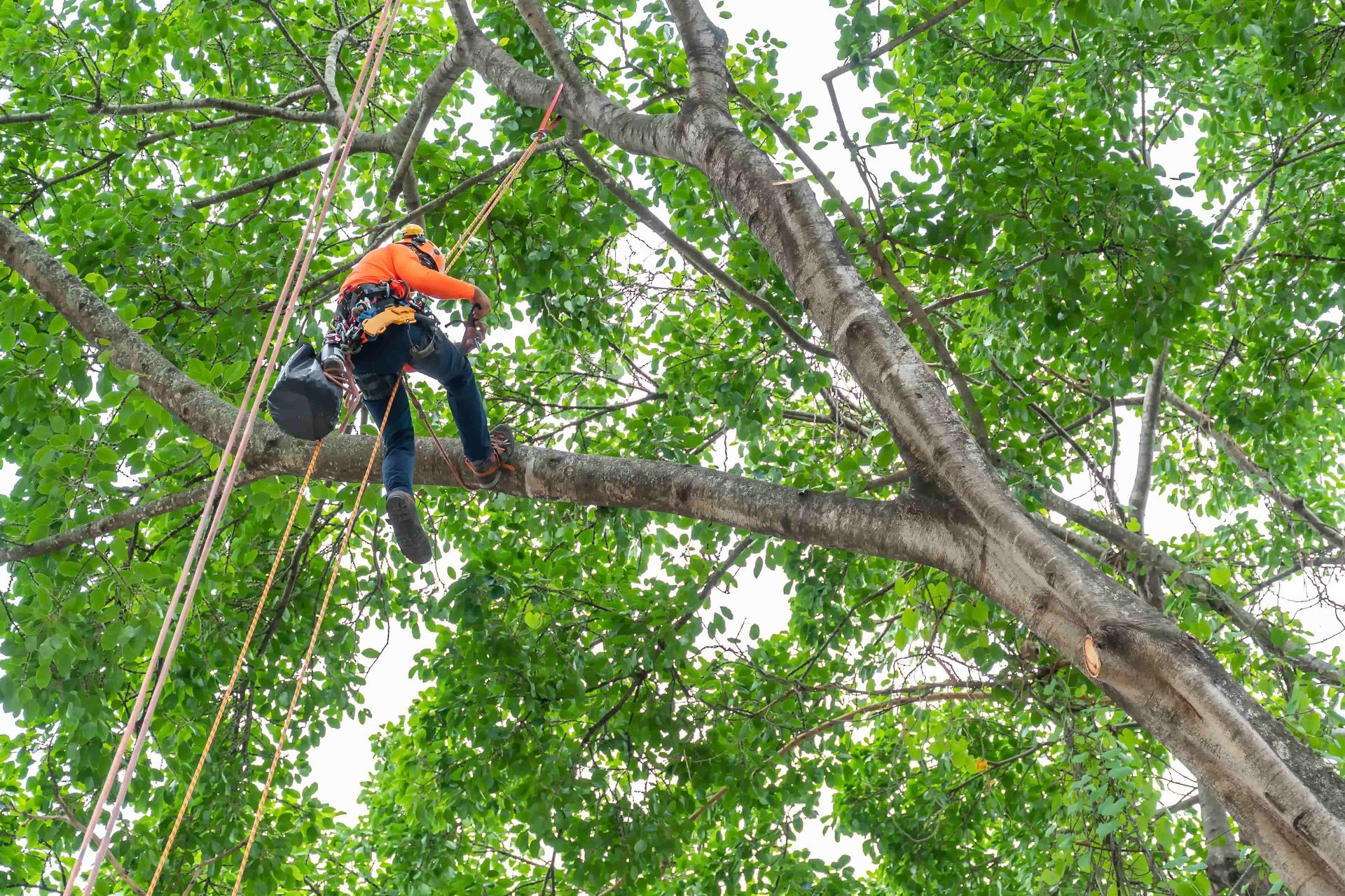 A man is climbing a tree with a chainsaw.