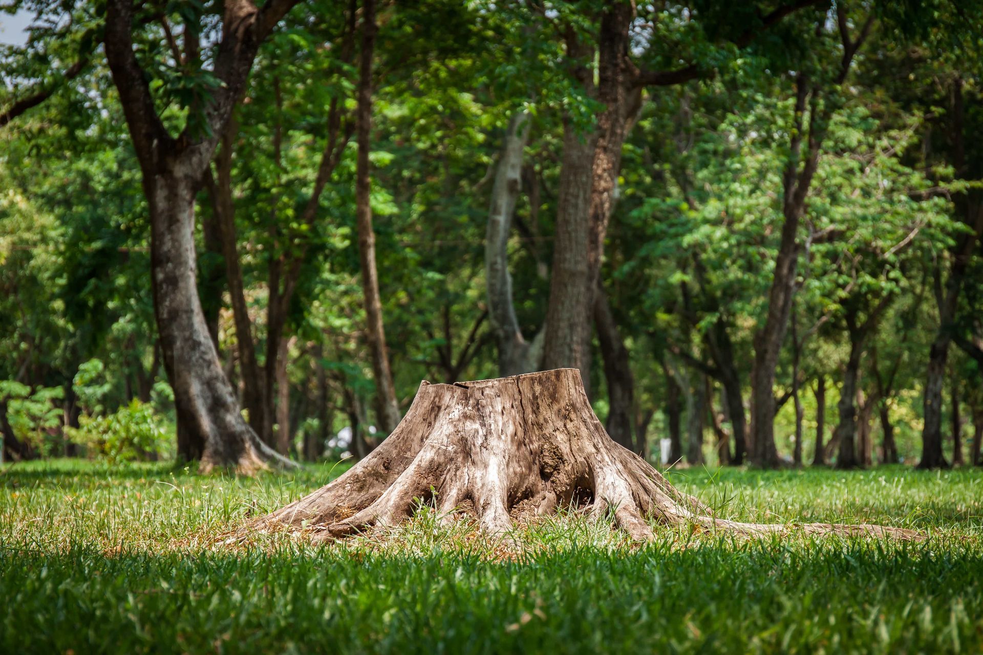 A tree stump in the middle of a forest.