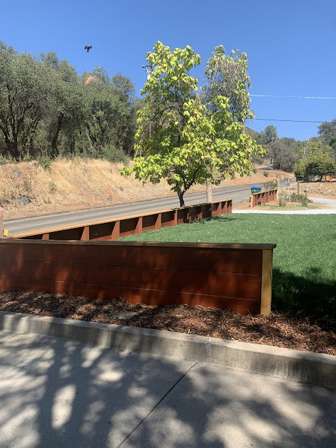 A tree is in the middle of a grassy field next to a road.