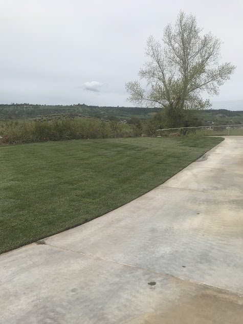 A concrete driveway leading to a grassy field with a tree in the background.